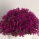 Bonsai "Small flowers" h-12 cm h pot 7 cm, mix