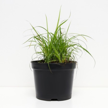 Sedge clove bittalls, s2 pot, H10-50 height, 1 pc, summer 2024-1