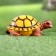Garden figure "Turtle" 11x14x6cm ////