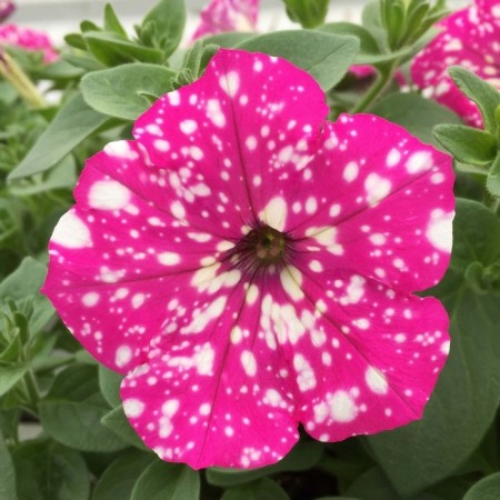 Petunia seeds "Dot Star", F1, dark pink