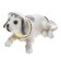 Dog on a car panel shocking his head, large, white color