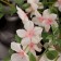 Flowers artificial "Pigo Pigo" 87 cm, white-pink