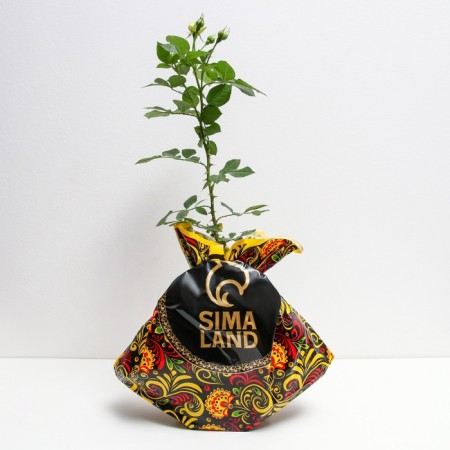 Seedling rose Blanchet, spray rose, pot 2 l., Summer 2024-1