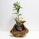Seedling rose Blanchet, spray rose, pot 2 l., Summer 2024