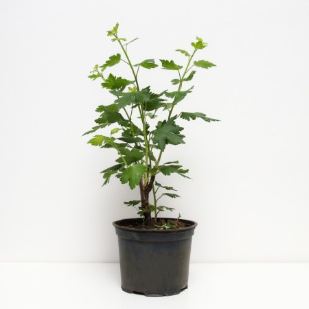 Gooseberry muscat, s2 pot, n20-40 height, 1 pc, summer 2024-1