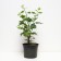 Gooseberry muscat, s2 pot, n20-40 height, 1 pc, summer 2024