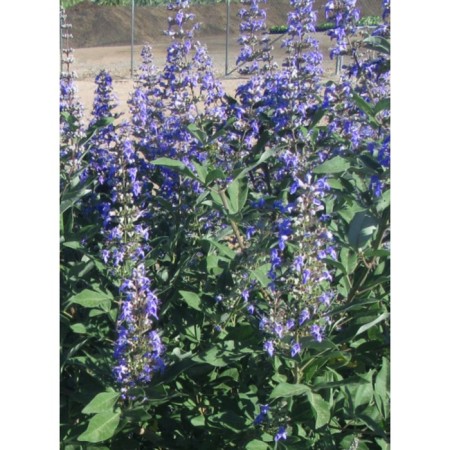 Saughty Vitex Sacred "Magical Summertime Blues", pot P9, Summer 2024