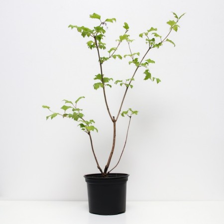 Viburnum ordinary bulldozenge (roseum), C2 pot, H10-50 height, 1 pc, summer 2024-1