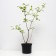 Viburnum ordinary bulldozenge (roseum), C2 pot, H10-50 height, 1 pc, summer 2024