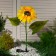 Garden lamp on the sunny battery "Sunflower", 75 cm, 5 LED, glow white