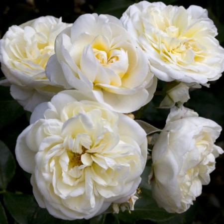 Seedling rose romantic cream, floribunda, pot 2 l., Summer 2024