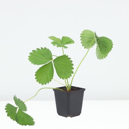 Strawberry Garden Kviki, P9 pot, 1 pc, summer 2024-1