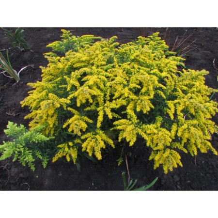 Zolotarnik (solidago) hybrid "Nana Novvet", pot C3, 1 pc, spring 2024