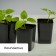 Set for seedlings: glasses of 700 ml (10 pcs), pan 44 × 18 cm, black, Greengo