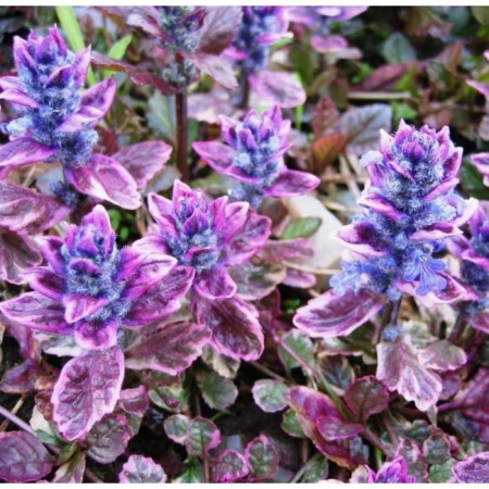 Living creeping Burgundy Glow, C1.5 pot, 1 pc, summer 2024