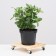 Wooden stand on wheels 25x25 cm