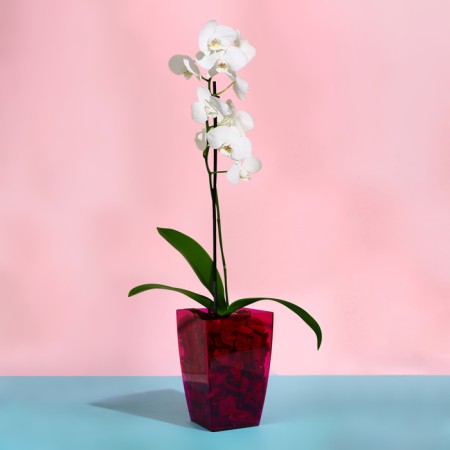 Pot for orchids, 2 l, 12.5 × 19.5 cm, plastic, transparent raspberry-2