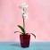 Pot for orchids, 2 l, 12.5 × 19.5 cm, plastic, transparent raspberry