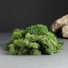 Moss Yagel stabilized 