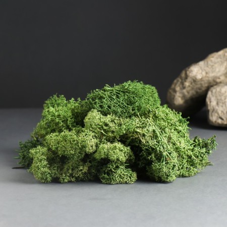 Moss Yagel stabilized "natural green" 1000 gr.