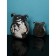 Set of wall figures "Dog", polystone, 25 cm, silver color