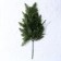 Decor "Branch of Young ate"