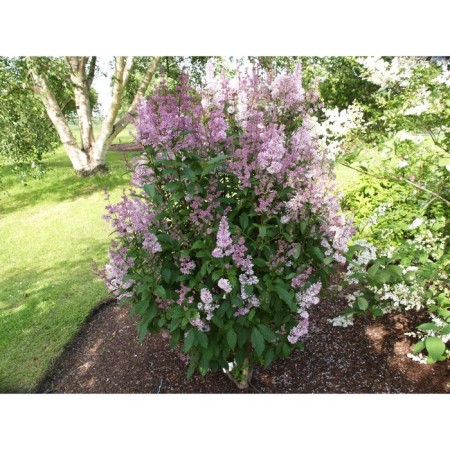 Sahenian Lilac Lomb "Minuet", P9 pot, summer 2024