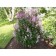 Sahenian Lilac Lomb "Minuet", P9 pot, summer 2024