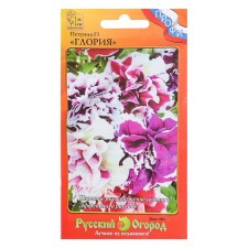 Flowers of Petunia 