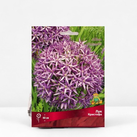 Christophe onion, 10/12 rr, 10 pcs, 50 h (cm), autumn 2024-1