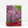Christophe onion, 10/12 rr, 10 pcs, 50 h (cm), autumn 2024
