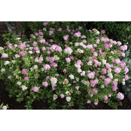 Spirea Japanese Genpe (Shirobana), C15 Pot, 1 pc, Summer 2024