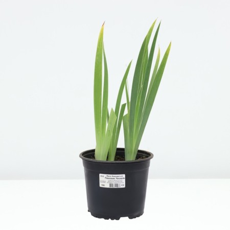 Iris Borojat Pamppkin cheesecake, pot C2, 1 pc, summer 2024-2
