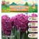 Hyacinth Vostochny Woodstock, rr 14/15, 4 pcs, autumn 2024