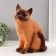 The piggy bank "Cat Siamese color" height 31.5 cm, width 16 cm, length 24 cm.