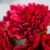 Flowers for decorating "Astra Raspberry" 1 bouquet = 6 colors 10 cm