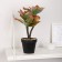 Bonsai in the pot "Cordille room" 10x24 cm, mix