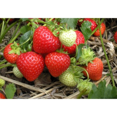 Strawberry garden antea, p9 pot, 1 pc, summer 2024