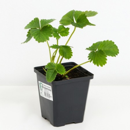 Strawberries Garden Florentina, P9 Pot, 1 pc, summer 2024-1