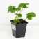 Strawberries Garden Florentina, P9 Pot, 1 pc, summer 2024