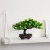 Bonsai in the pot "Werelp tree" 12x17 cm, mix