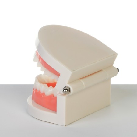 Model "Human Jaw" 8*8*5cm-3