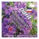 Flower seeds bell "Portenslag", "Blue Carpet", 0.01 g