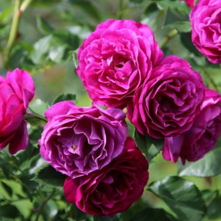 Seedling rose "Wilde Blue Yonder", tube, spring 2025