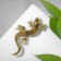 Brooch "Lizard" curved, colored in black gold