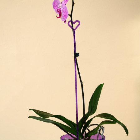 Support for orchids, h = 44 cm, plastic, purple, mix-2