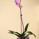 Support for orchids, h = 44 cm, plastic, purple, mix