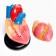 Matcage "Human Heart" 14*10cm