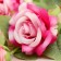 Artificial flowers "Westerland" D-6 cm 60 cm bright pink