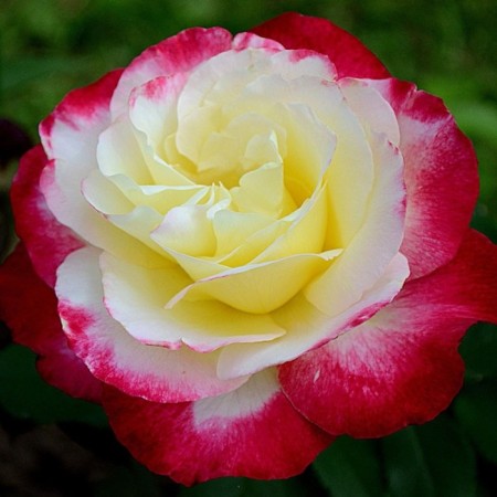 Sahenian Rosa Dabble Delite, Hybrid Tea, Pot 2 l., Summer 2024
